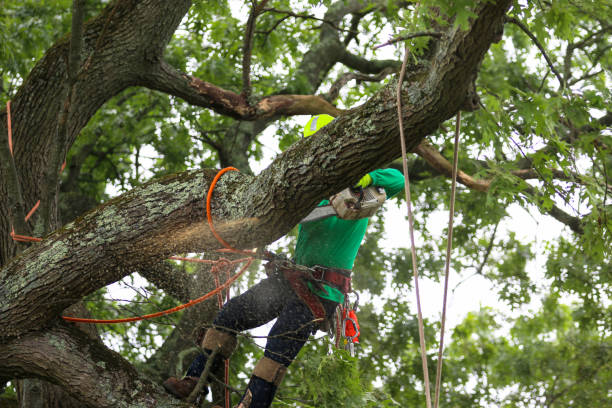 How Our Tree Care Process Works  in  Pittsburg, TX