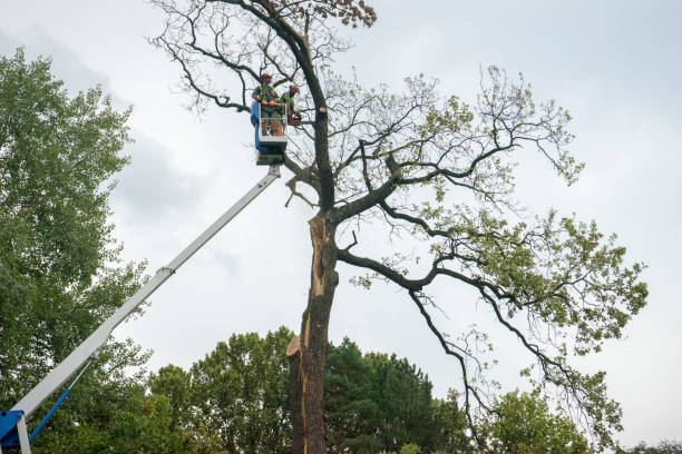 Best Fruit Tree Pruning  in Pittsburg, TX